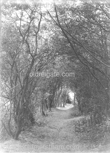 Image number 4517&prevurl=reigatehill8