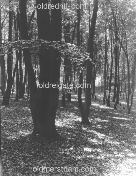 Image number 4547&prevurl=year1924