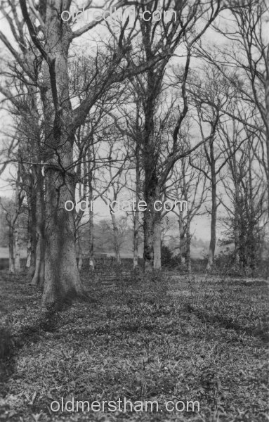 Image number 5514&prevurl=thecopsemeadvale